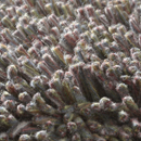 Carpet Sign Magma 150040 Moquette / Tappeti
