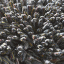 Carpet Sign Magma 150050 Moquette / Tappeti