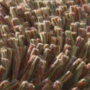 Carpet Sign Magma 150070 Moquette / Tappeti