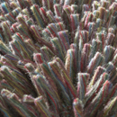 Carpet Sign Magma 150090 Moquette / Tappeti