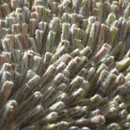 Carpet Sign Magma 150080 Moquette / Tappeti