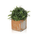 Röshults LINNÉ 15x15 ROST Garten-Pflanzgefässe / Begrünung
