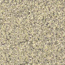 Starshine® 23 Pumpkin Starshine