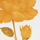 Suite Rosa Bianche Fap Ceramiche