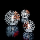 Pallucco Coral floor/table lamp Floor lights Table lamps