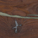 mafi mafi Coral OAK Vulcano silver. brushed  |  natural oil Wood / Wood fibres Wood flooring