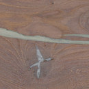 mafi mafi ROBLE Coral Vulcano plata. cepillado  |  aceitado blanco Madera Suelos de madera