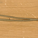 mafi mafi Magic OAK wide-plank gold. hand-planed  |  natural oil Wood / Wood fibres Wood flooring