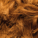 Limited Edition Wild Carpets / Rugs