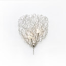 Hollywood HW70 wall lamp Brand van Egmond