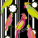 Funny Parrots WALL & DECÒ