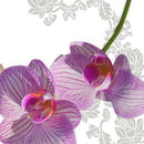 WALL & DECÒ Jungleland Wallcoverings / Wallpaper