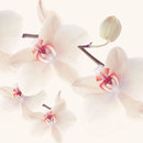 WALL & DECÒ Aires Wallcoverings / Wallpaper