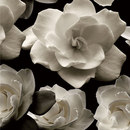 WALL & DECÒ Bloom Wallcoverings / Wallpaper