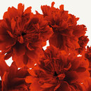 WALL & DECÒ Bloom Papiers peint