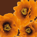 WALL & DECÒ Bloom Wallcoverings / Wallpaper