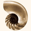 WALL & DECÒ Nautilus Wandbeläge / Tapeten