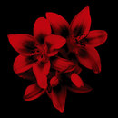 WALL & DECÒ New Pollution Wallcoverings / Wallpaper