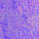 3form Europe Dichroic Solar Iced Glass Material: Glass Material: Laminates / Composites Wall panels