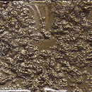 Conglomerate Arabian Nights | Soil Glas Wandpaneele