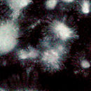 Conglomerate Cosmos | Soft Gray Morning Glas Wandpaneele