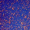 Conglomerate Cosmos | Star Blue Glass Wall panels