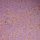 Conglomerate Cosmos | Summer Twilight Glass Wall panels