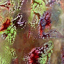 Fantasy | Crayon Conglomerate