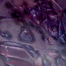 Fantasy | Hibiscus Conglomerate