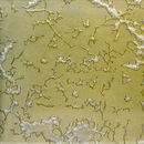 Goldsmith | Metallic Champagne Conglomerate
