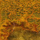 Conglomerate Metal Hybrid | Nickel Gold Pannelli per pareti Vetro