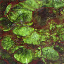 Conglomerate Metal Hybrid | Platina Green Panneaux muraux Verre