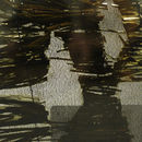 Glassbrica | SH-Forest Conglomerate