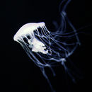 Berlintapete Nr. 2040 | Jellyfish Wandbeläge / Tapeten