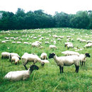 Berlintapete Nr. 3450  | Sheep Wandbeläge / Tapeten