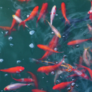 Berlintapete Nr. 4889 | Goldfish Wandbeläge / Tapeten