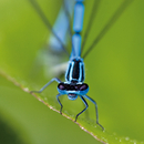 Berlintapete No. 5413 | Dragonfly Papiers peint