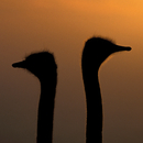Berlintapete No. 6165 | Ostrich Papeles pintados