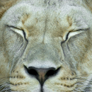 Berlintapete No. 6168 | Lion Papiers peint