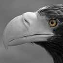 Berlintapete No. 5413 | Sea eagle Papiers peint
