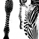 Berlintapete No. 6470 | Zebra Papeles pintados