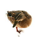 Berlintapete Nr. 6665 | Enten im Schnee Wandbeläge / Tapeten