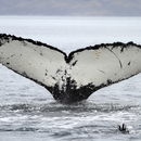 Berlintapete No. 7366 | Whale fin II Papiers peint