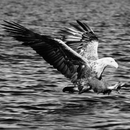 Berlintapete Nr. 7403 | Sea Eagle Wandbeläge / Tapeten
