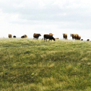 Berlintapete No. 7893 | Cows Wallcoverings / Wallpaper