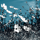 Berlintapete No. 4488 | Moon flowers Wallcoverings / Wallpaper