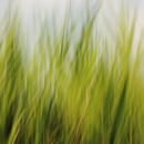Berlintapete Nr. 6627 | Gras Wandbeläge / Tapeten