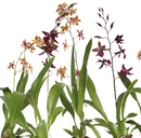 Nr. 5980 | Orchideen Berlintapete