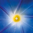 Berlintapete No. 4005 | Blue Star Papiers peint