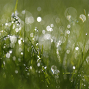 Berlintapete No. 6054 | Dew Papiers peint